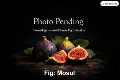 Mosul Fig